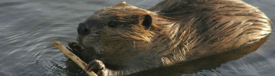 Virtual Field Trip: Non-Lethal Beaver Conflict Resolution