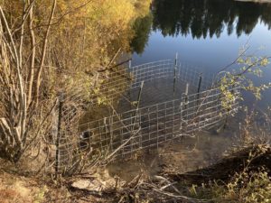 Exclusion fence keeps beaver away from culverts